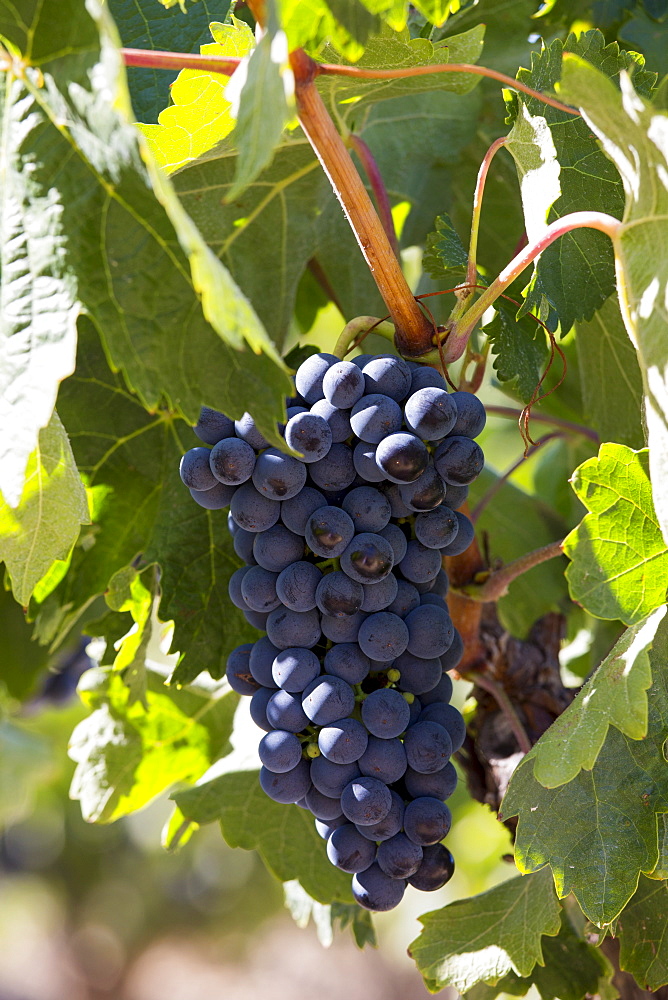 Marques de Riscal black grapes for Rioja red wine at Elciego in Rioja-Alaveda area of Basque country, Spain