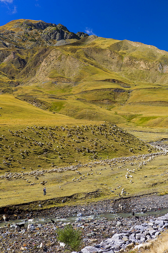 Mountain sheep and goats with shepherd in Val de Tena at Formigal in the Spanish Pyrenees mountain, Northern Spain