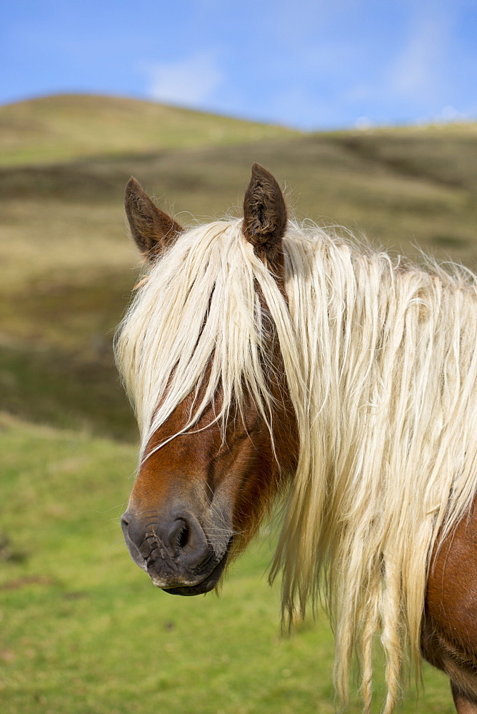 Horse in Vallee d'Ossau near Laruns in Parc National des Pyrenees Occident, France