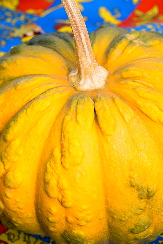 Pumpkin, Musquee de Provence, and squash for sale at roadside stall in Pays de La Loire, France