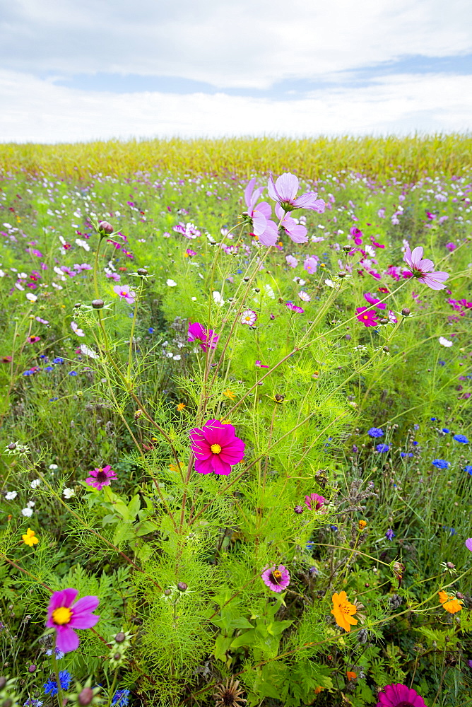 Wildflower border by maize crop in a field in rural Normandy, France