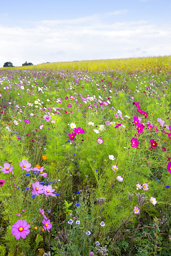 Wildflower border by maize crop in a field in rural Normandy, France