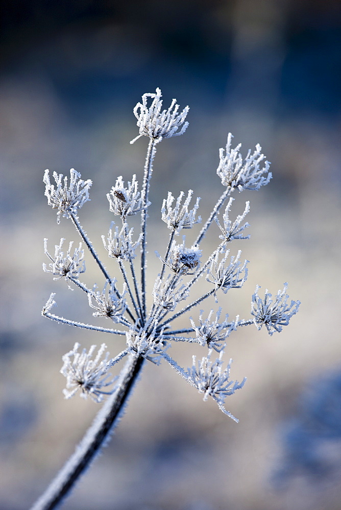 Hoar frost on cow parsley, The Cotswolds, Oxfordshire, United Kingdom