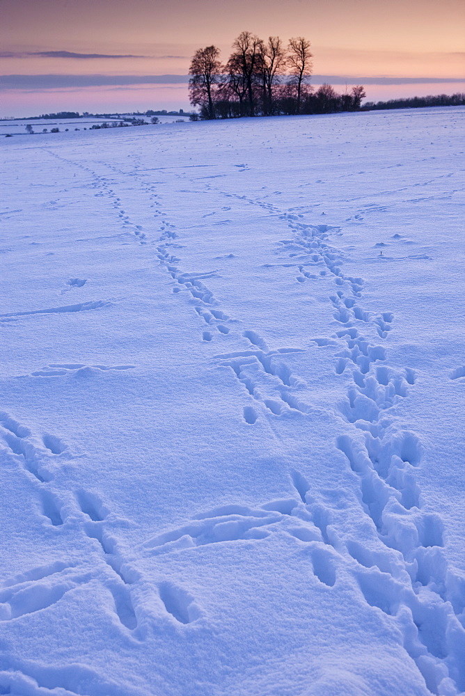 Animal tracks across the field in traditional snow scene in The Cotswolds, Swinbrook, Oxfordshire, United Kingdom