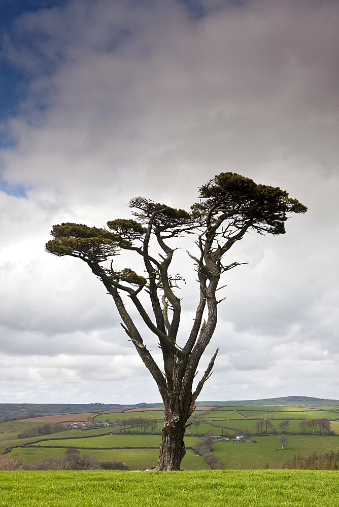 Lone Scots Pine on Bodmin Moor, Cornwall, England, UK