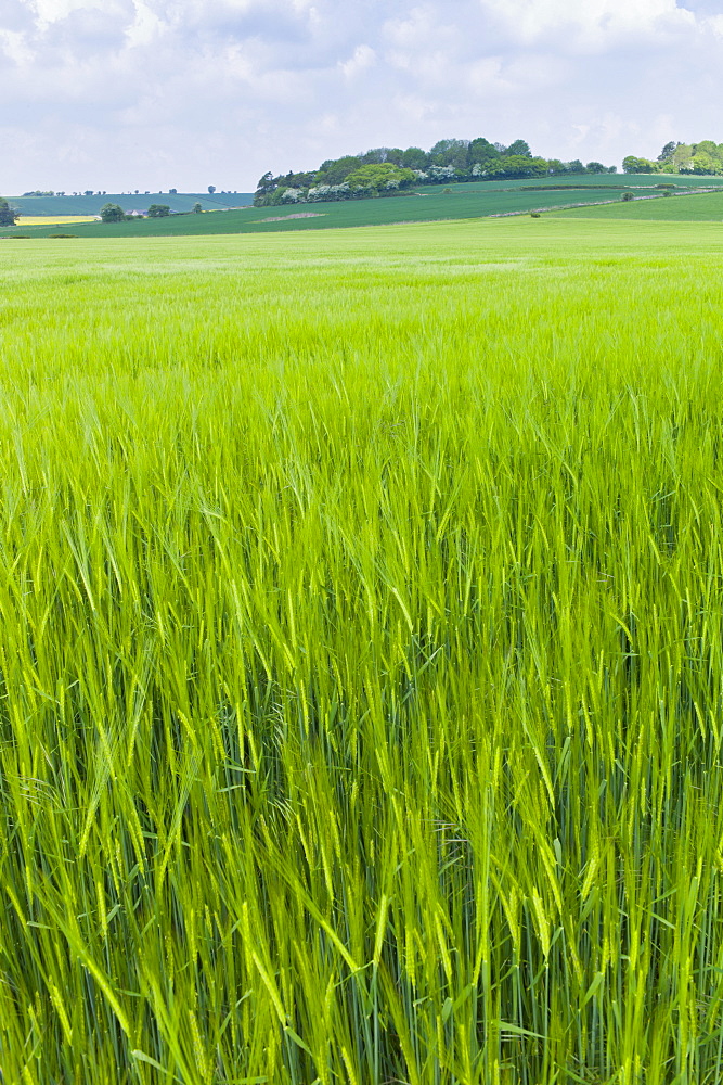 Barley crop in landscape at Asthall, The Cotswolds, Oxfordshire, UK