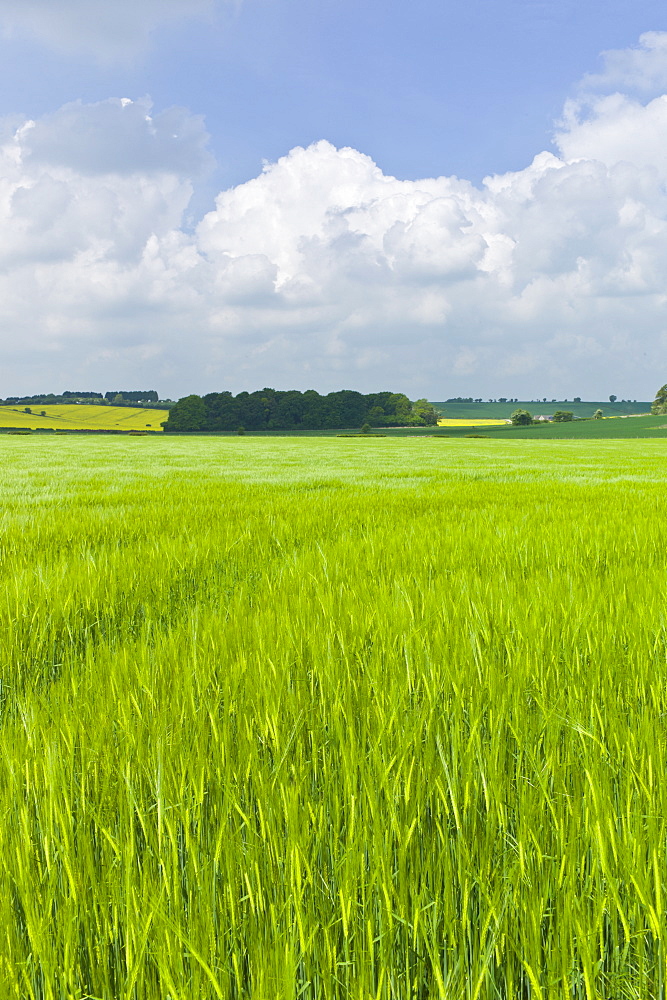 Barley crop in landscape at Asthall, The Cotswolds, Oxfordshire, UK