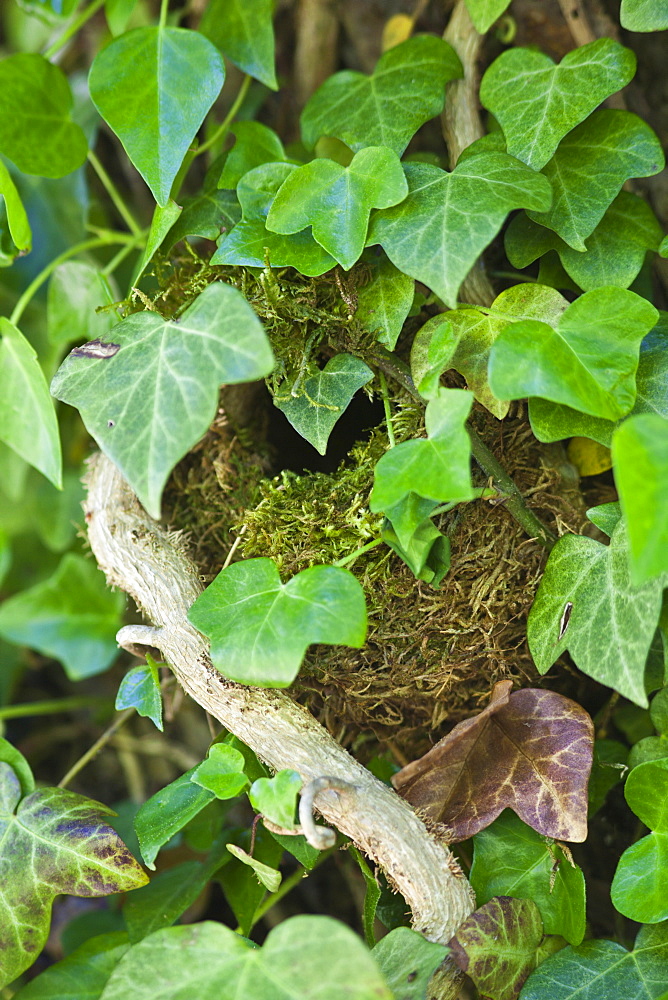 Wren's nest nestled secretly hidden among ivy leaves on a wall in The Cotswolds, Oxfordshire, England, UK