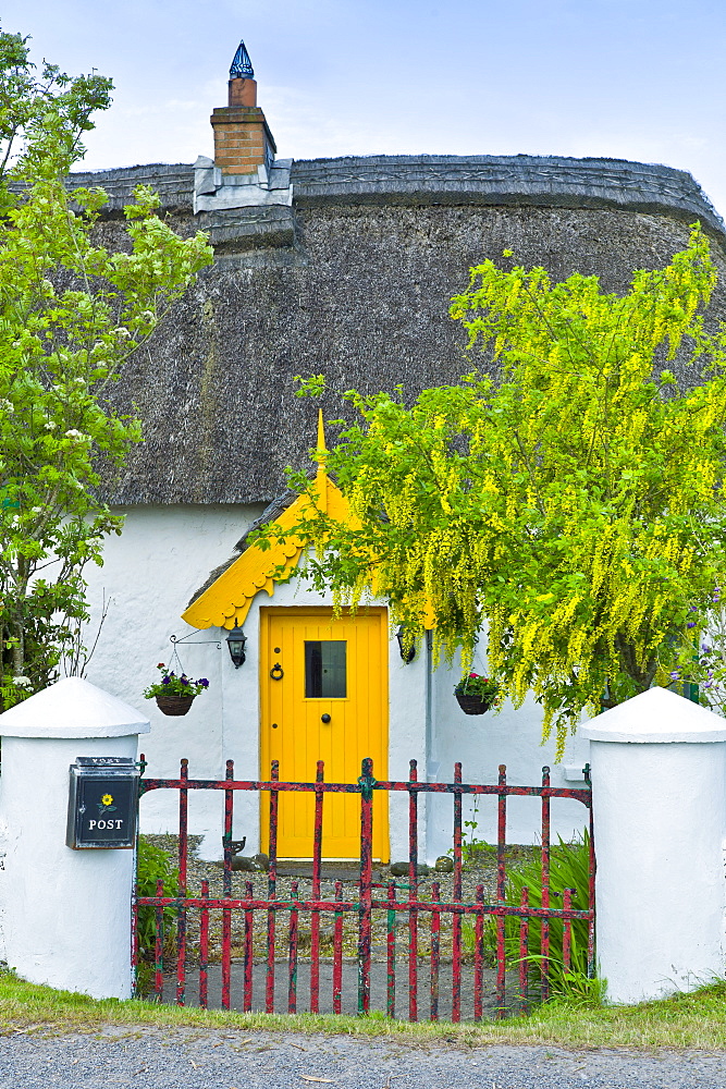 Traditional thatched cottage of lime mortar and whitewash with Laburnum tree at Rosslare,  Ireland