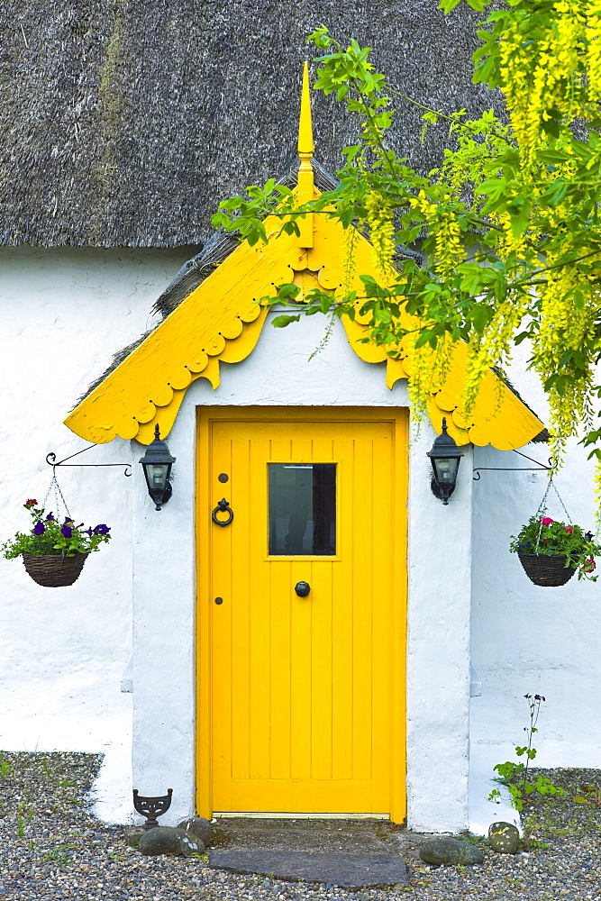 Traditional thatched cottage of lime mortar and whitewash with Laburnum tree, at Rosslare, Ireland