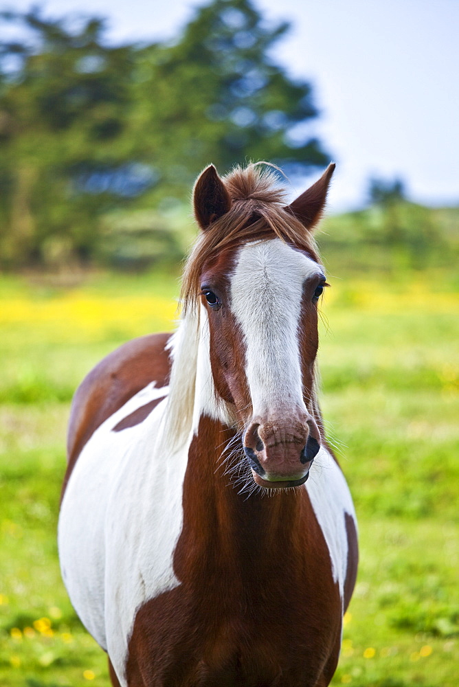 Traditional Irish skewbald paint horse in buttercup meadow near Kilmore, Ireland