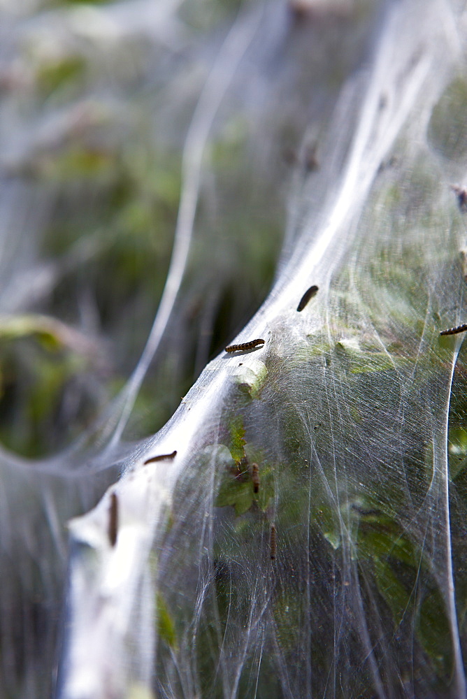 Larvae stage of Tent Moth, Eastern Tent Caterpillars, make tent of silk on host hedgerow in County Cork, Ireland