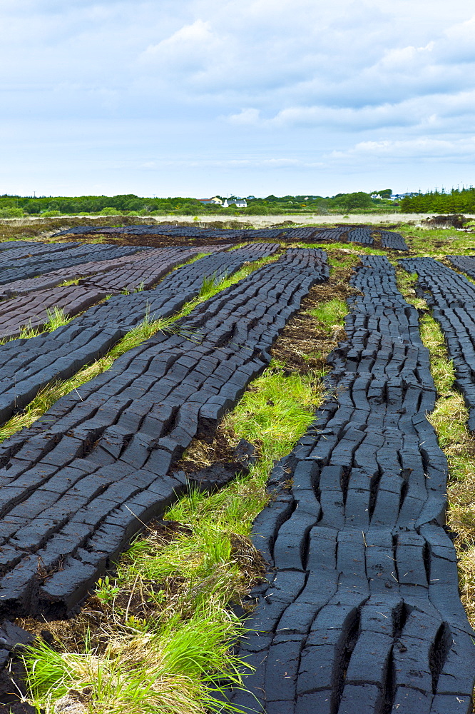 Turf cut by machine laid out to dry at Mountrivers peat bog, County Clare, West of Ireland