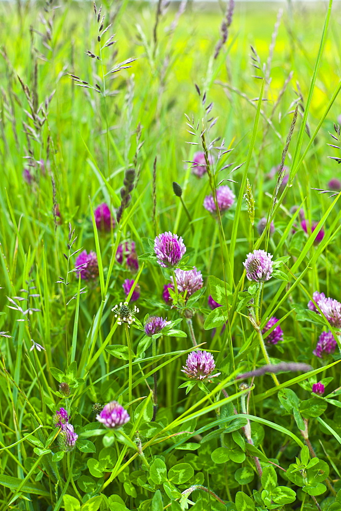 Clover and grasses at Mountrivers peat bog, County Clare, West of Ireland