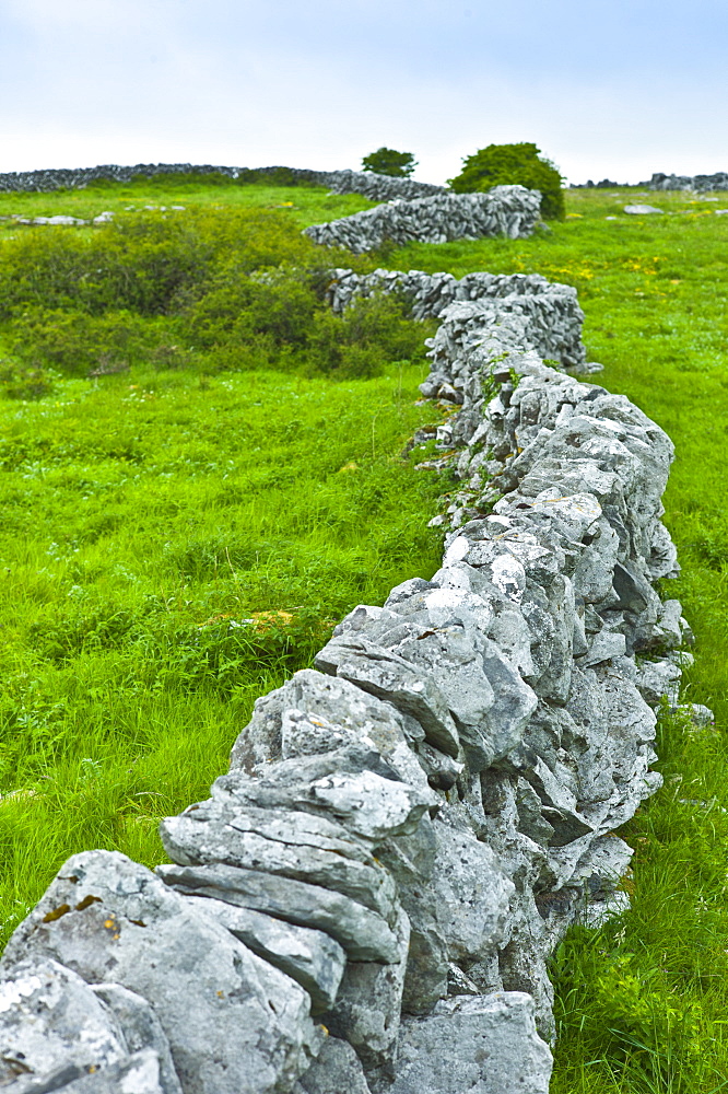 Traditional dry stone wall in meadow in The Burren, County Clare, West of Ireland