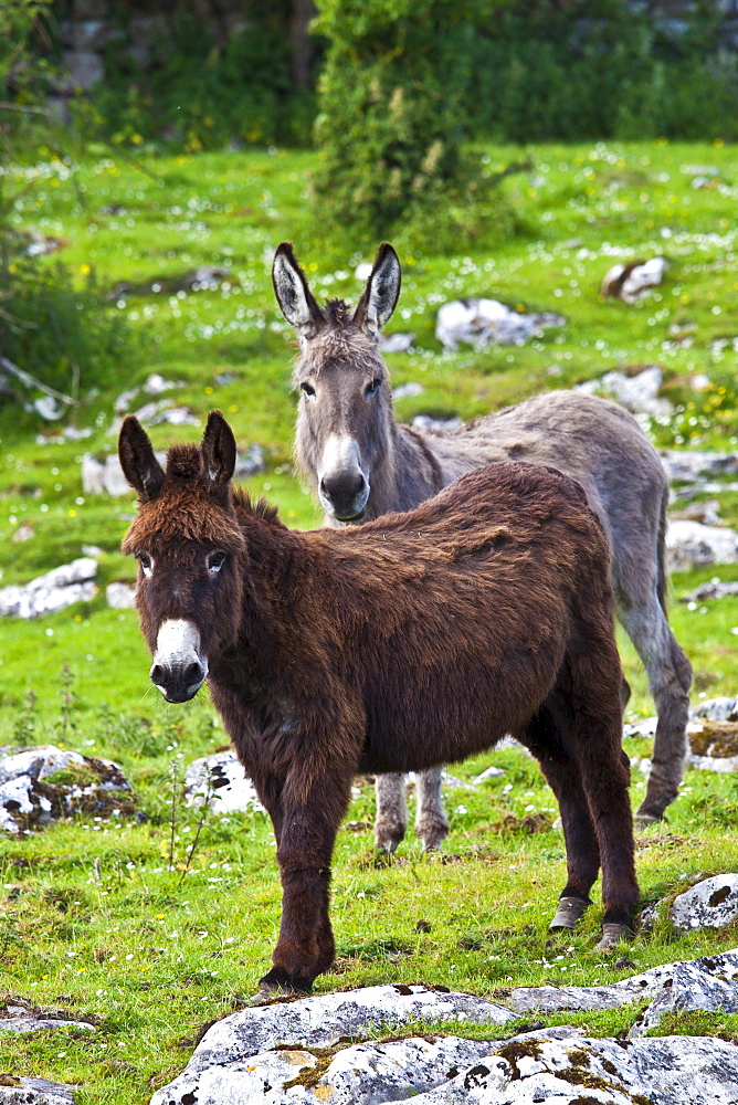 Traditional Irish brown and grey donkeys in The Burren, County Clare, West of Ireland