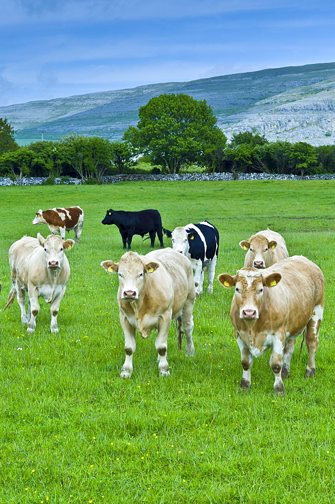 Cattle with The Burren karst landscape behind, County Clare, West of Ireland