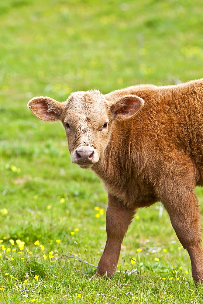 Young brown calf in buttercup meadow, County Clare, West of Ireland