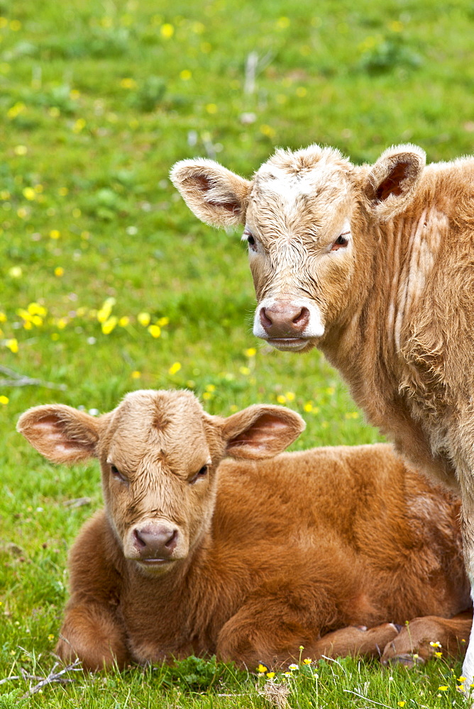 Young brown calves in buttercup meadow, County Clare, West of Ireland