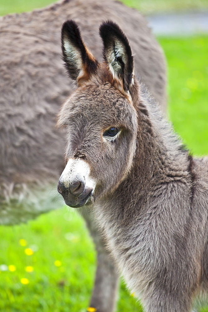 Donkey foal in Connemara, County Galway, Ireland