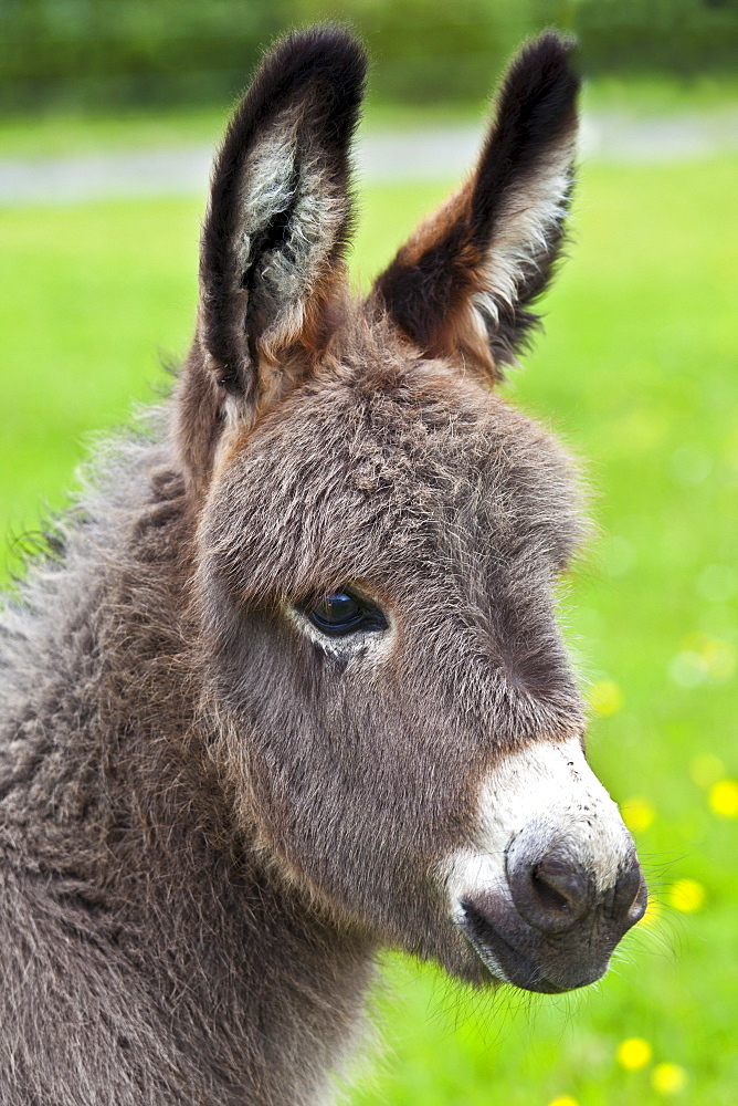 Donkey foal in Connemara, County Galway, Ireland