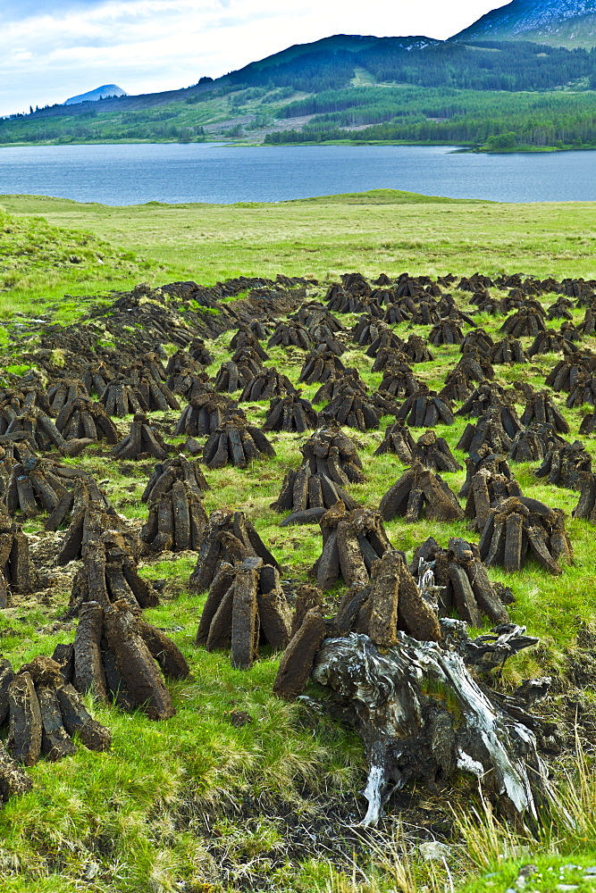 Stacks of turf, in a process called footing, drying on peat bog, by Lough Inagh, Connemara, County Galway, Ireland