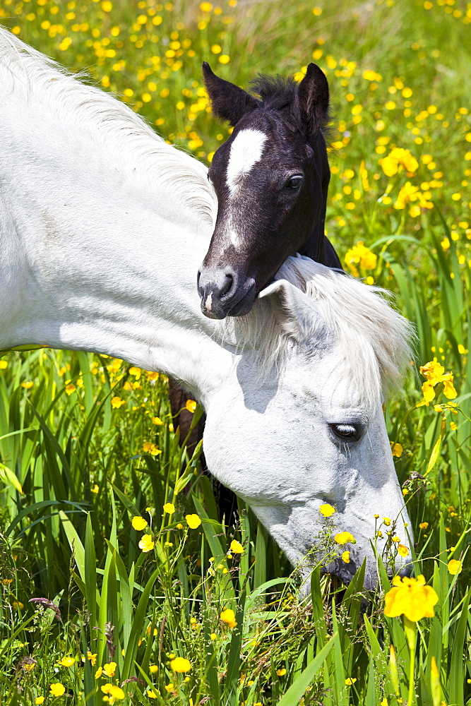 Connemara pony grey mare and foal in buttercup meadow, Connemara, County Galway, Ireland