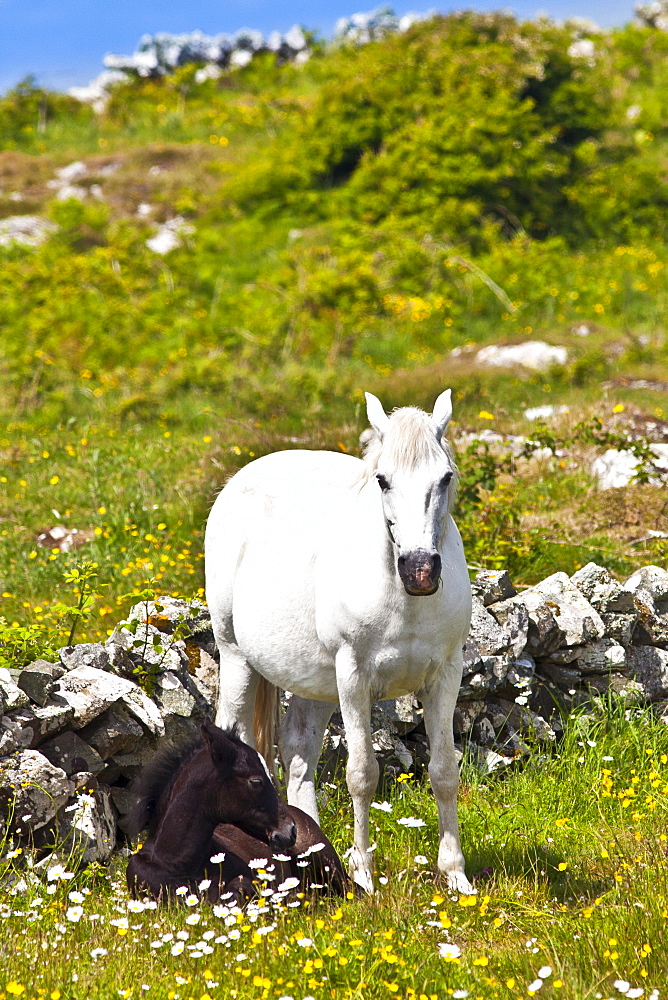 Connemara pony grey mare and foal in buttercup meadow, Connemara, County Galway, Ireland