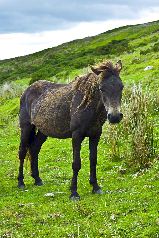 Connemara pony on hill slope, Connemara, County Galway, Ireland