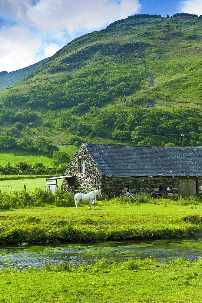 Welsh pony in typical Welsh mountain landscape at Abergynolwyn in Snowdonia, Gwynedd, Wales