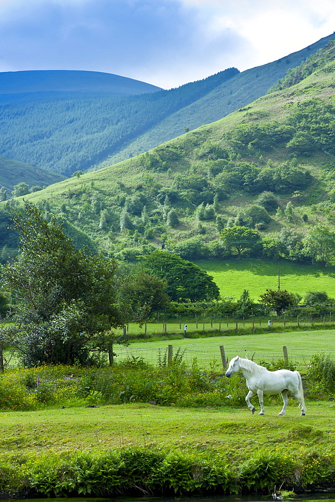 Welsh pony in typical Welsh mountain landscape in Snowdonia, Gwynedd, Wales