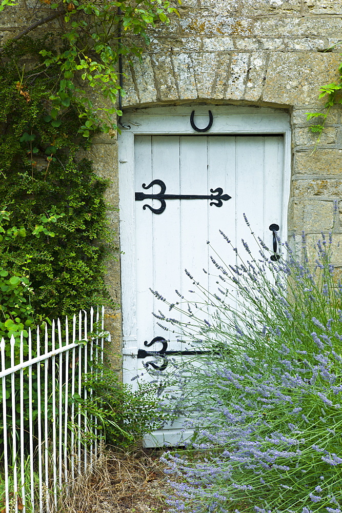 Lavender bush and traditional cottage entrance in the Cotswolds village of Bledington, Oxfordshire, UK