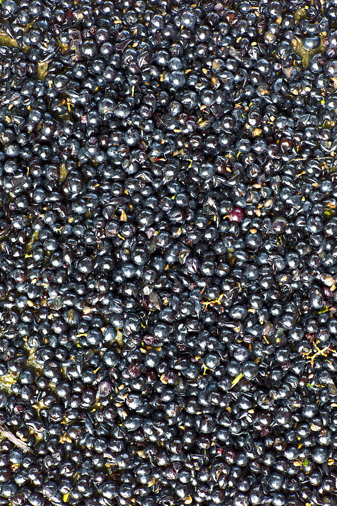 Merlot grapes harvested at vendange at Chateau Fontcaille Bellevue in Bordeaux wine region of France