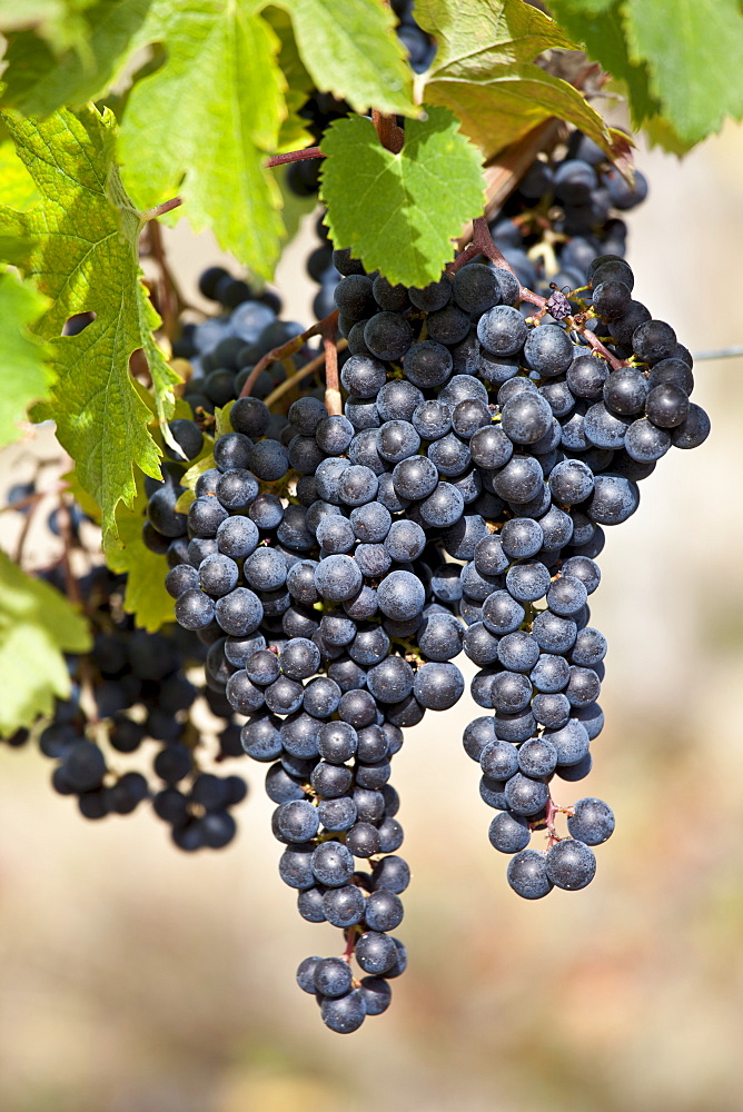 Ripe Merlot grapes on an ancient vine at Chateau Fontcaille Bellevue, in Bordeaux region of France