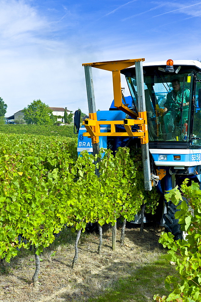 Wine harvest, the vendange, of Merlot grapes by vine tractor at Chateau Fontcaille Bellevue, in Bordeaux region of France