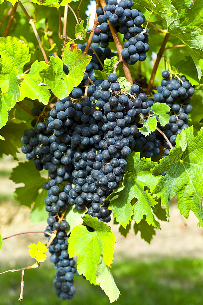 Ripe Merlot grapes on an ancient vine at Chateau Fontcaille Bellevue, in Bordeaux region of France