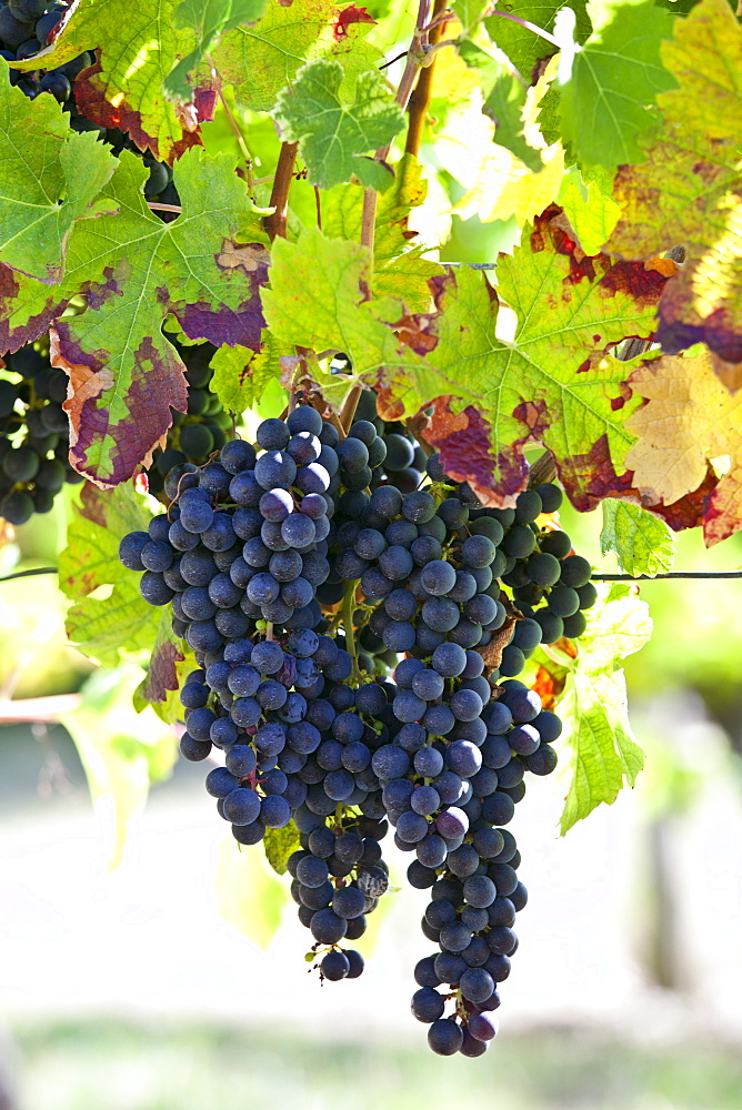 Ripe Merlot grapes on an ancient vine at Chateau Fontcaille Bellevue, in Bordeaux region of France