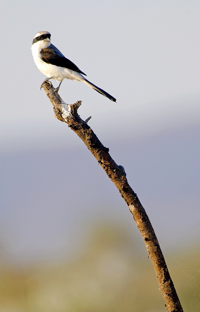 Gray-backed Fiscal (shrike), Grumet, Tanzania, East Africa