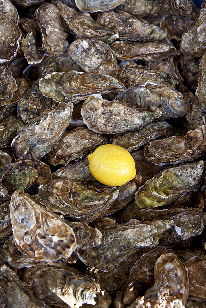 Freshly-caught live oysters, fin de claires, on sale at food market at La Reole in Bordeaux region of France