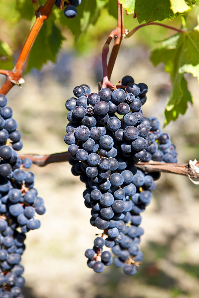 Ripe Merlot grapes at the famous Chateau Petrus wine estate at Pomerol in the Bordeaux region of France