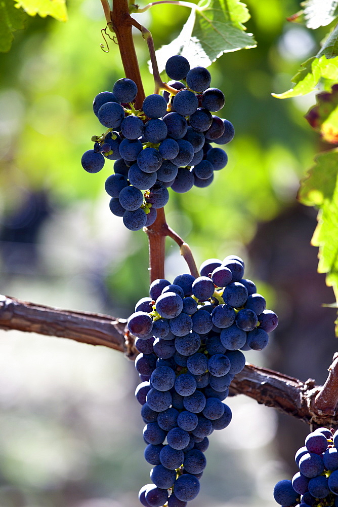 Ripe Merlot grapes at the famous Chateau Petrus wine estate at Pomerol in the Bordeaux region of France