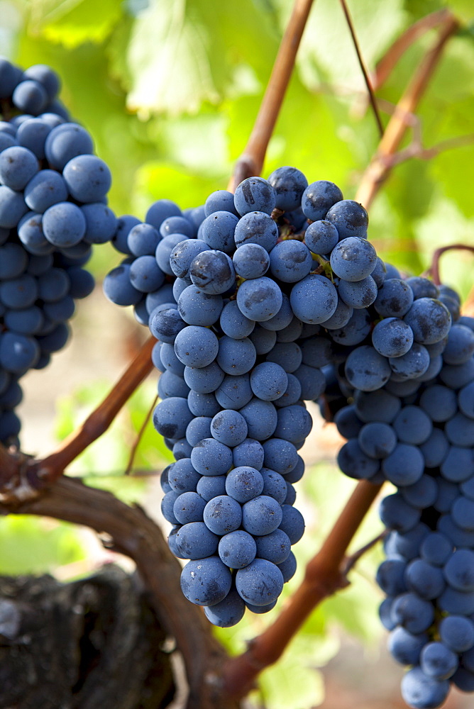 Merlot grapes on ancient vine at Chateau Lafleur at Pomerol in the Bordeaux region of France