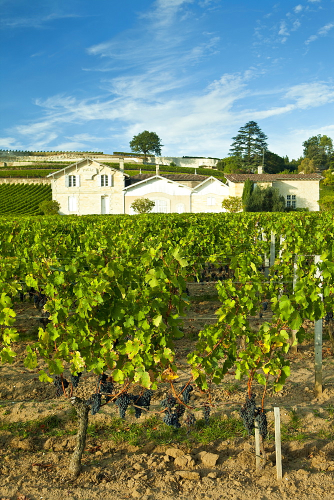 Chateau Pavie at St Emilion in the Bordeaux wine region of France