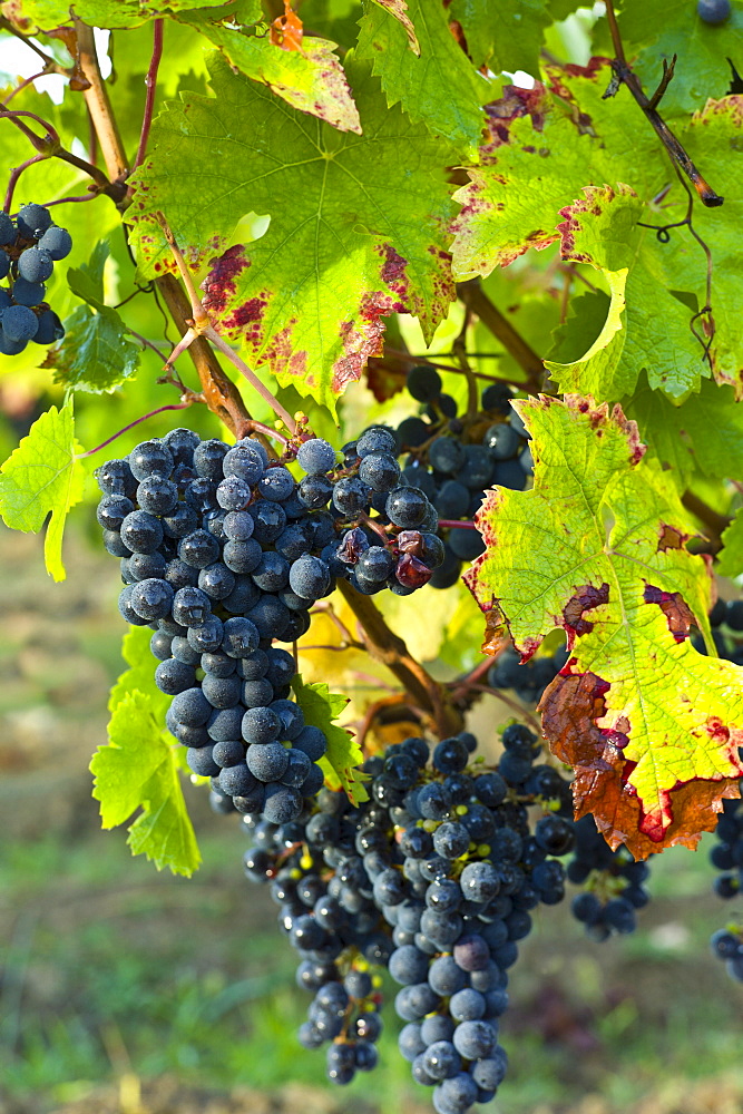 Ripe Merlot grapes on an ancient vine at Chateau Fontcaille Bellevue, in Bordeaux region of France