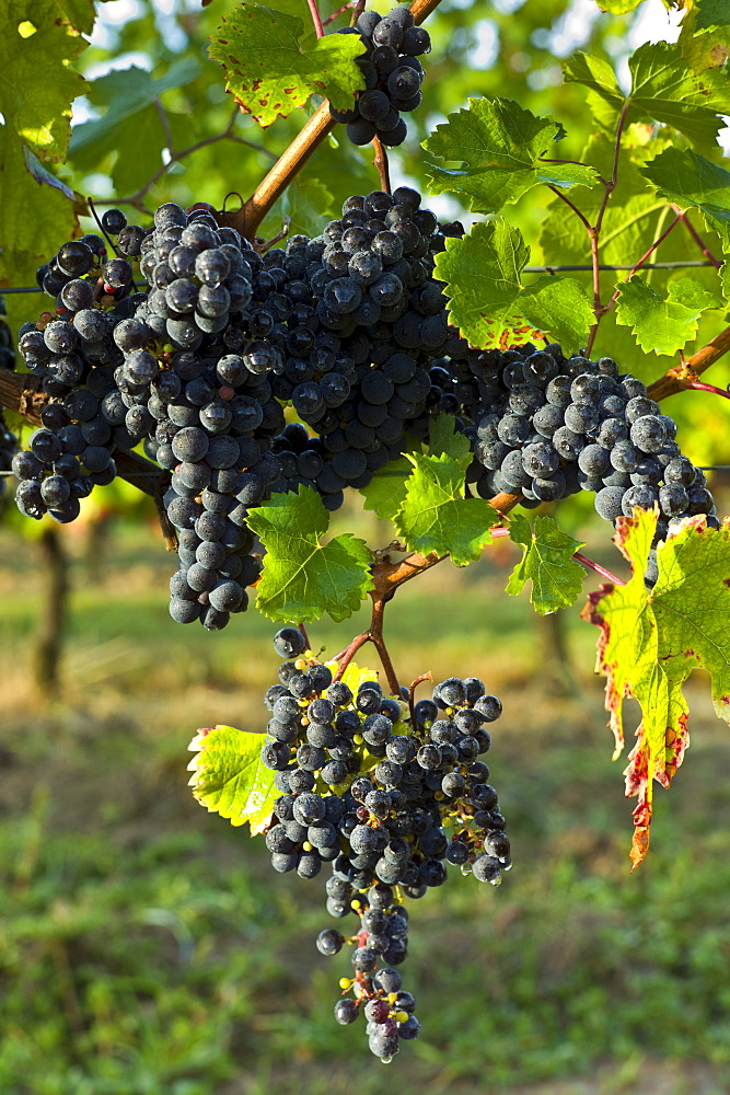 Ripe Merlot grapes on an ancient vine at Chateau Fontcaille Bellevue, in Bordeaux region of France