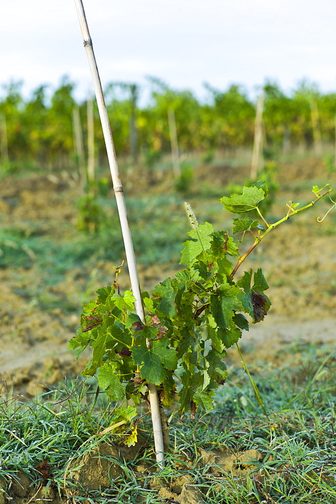 New vine growing at Chateau Fontcaille Bellevue in Bordeaux wine region of France