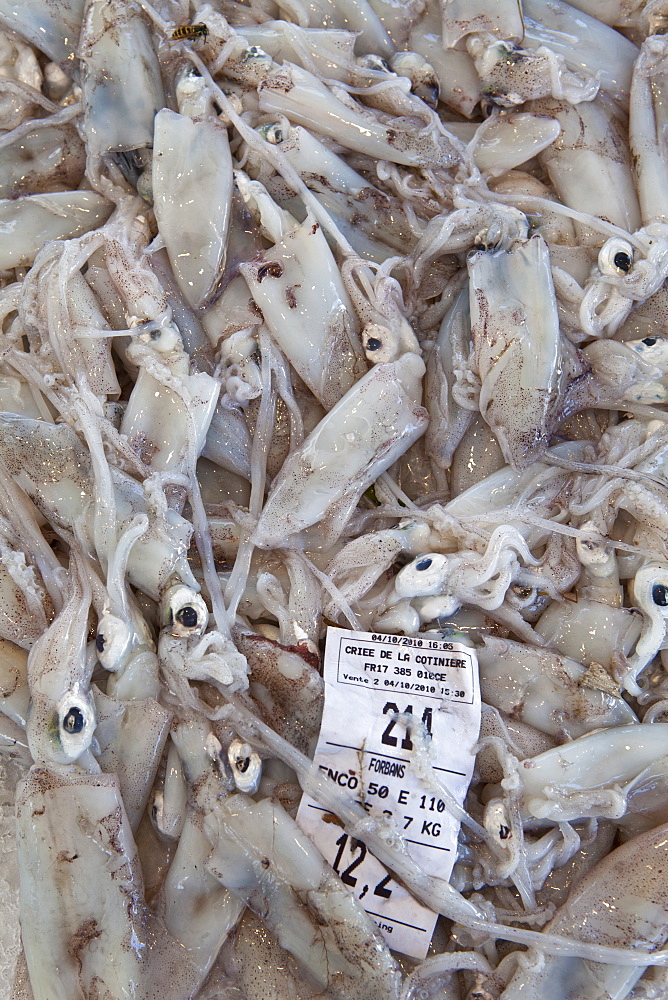 Freshly-caught squid, encornets frais,  on sale at food market at Sauveterre- de-Guyenne, Bordeaux, France