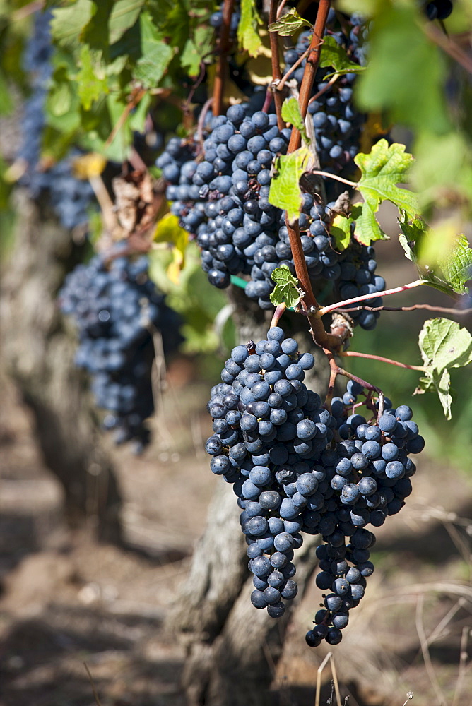 Black grapes in vineyard at St Emilion in the Bordeaux wine region of France