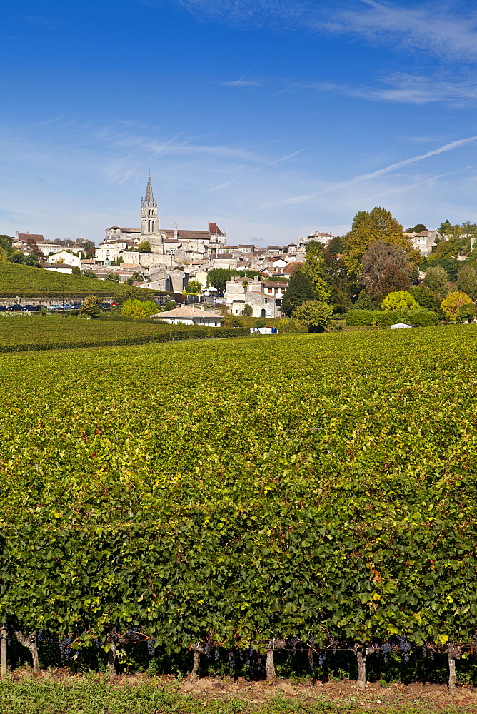 St Emilion with vineyard of Mouton Georges grapes in foreground, in the Bordeaux wine region of France