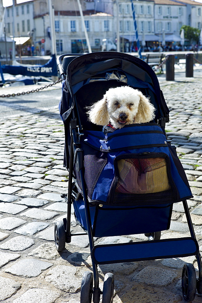 Traditional French poodle pampered pet in baby stroller by the harbour at St Martin de Re,  Ile de Re, France